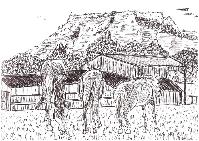 Un cheval en trois temps - dessin JTF