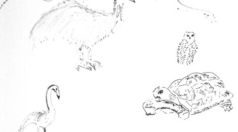 Bestiaire au jardin des plantes